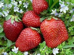 پرورش توت فرنگی در گلخانه هوشمند