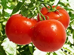 پرورش گوجه فرنگی در گلخانه هوشمند
